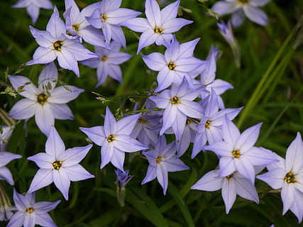 Sternblume, Frühling, violett, Natur, Blume, Pflanze, Sommer-, Blütenblatt, Blütenkopf, Blatt, blühende Pflanze, Verletzlichkeit, Zerbrechlichkeit, Frische, Schönheit in der Natur, Wachstum, Nahansicht, Blütenstand, lila, keine Leute, Fokus auf den Vordergrund, Tag, draußen, blühen, Botanik, 4K, CC0, gemeinfrei, lizenzfrei