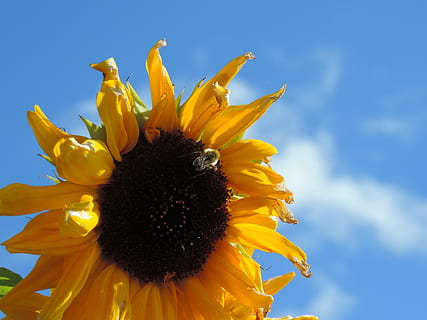 sol, blau, cel, núvol, abella, gira-sol d'estiu, groc, mel, buzz, assolellat, llum solar, brillant, planta amb flors, flor, frescor, vulnerabilitat, fragilitat, cap de flor, pètal, inflorescència, creixement, planta, bellesa a la natura, gira-sol, primer pla, naturalesa, pol·len, dia, cap gent, a l'aire lliure, sepal, 4K, CC0, domini públic, lliure de regalies