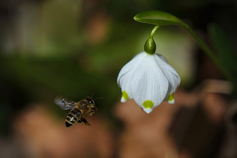 abelha, Primavera, inseto, fechar-se, temas animais, animais em estado selvagem, invertebrado, plantar, animais selvagens, flor, animal, frescura, planta com flores, beleza na natureza, pétala, fragilidade, um animal, focar em primeiro plano, foco seletivo, ninguém, natureza, vôo, cabeça de flor, ao ar livre, polinização, 2K, CC0, domínio público, royalty free