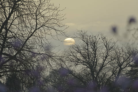 Dom, ajuste, mediante, árbol, cielo, árbol desnudo, planta, Luna, rama, belleza en la naturaleza, tranquilidad, nadie, paisajes - naturaleza, naturaleza, vista de ángulo bajo, escena tranquila, al aire libre, nube - cielo, vertebrado, escena no urbana, silueta, Luna llena, astronomía, luna planetaria, 5K, CC0, dominio público, libre de derechos