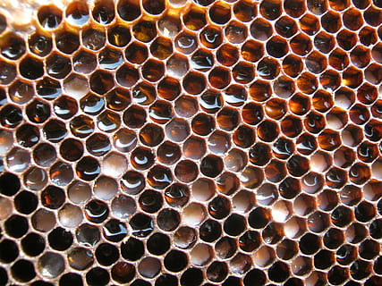 nærbillede fotografering, bikube, honning, radius, rammer, alveolerne, bistade, bi, voks, reserver, bikage, ingen mennesker, tæt på, baggrunde, fuld ramme, biavl, mønster, geometrisk form, dyr i naturen, overflod, dyr, dyre temaer, design, natur, naturligt mønster, form, sekskant, dyreliv, 2K, CC0, offentligt domæne, royaltyfrie