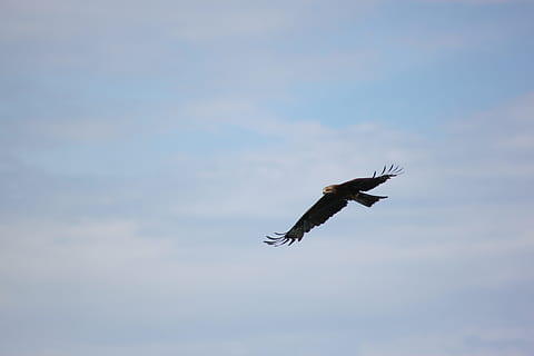 Steinadler, Vogel, Flug, Raubtier, fliegend, Wirbeltier, ein Tier, Tierthemen, die Flügel ausbreiten, Himmel, Flachwinkelansicht, Tier, Tiere in freier Wildbahn, Tierwelt, in der Luft, Raubvogel, keine Leute, Tag, Natur, Bewegung, draußen, wolke - himmel, Schönheit in der Natur, Adler, 4K, CC0, gemeinfrei, lizenzfrei