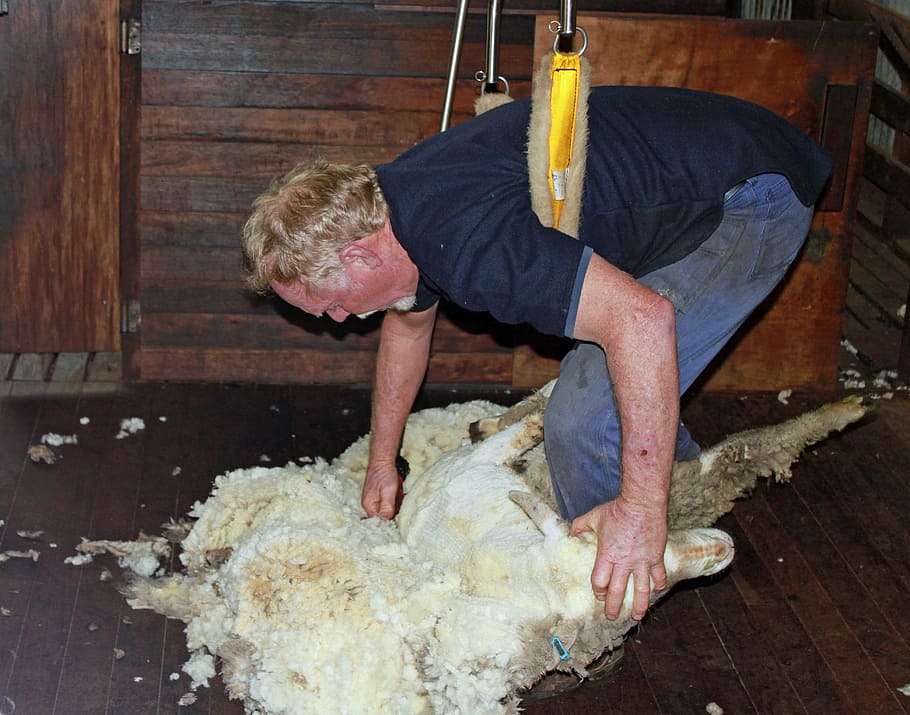 cisallament d’ovelles, ovelles, llana, cisallament, agricultura, bestiar, ramat d’animal, una persona, persones reals, menjar i beguda, treball, menjar, preparació, a l'interior, homes, ocupació, roba casual, dia, celebració, pa, fabricació, material de fusta, massa, flexió, nen, esforç, 4K