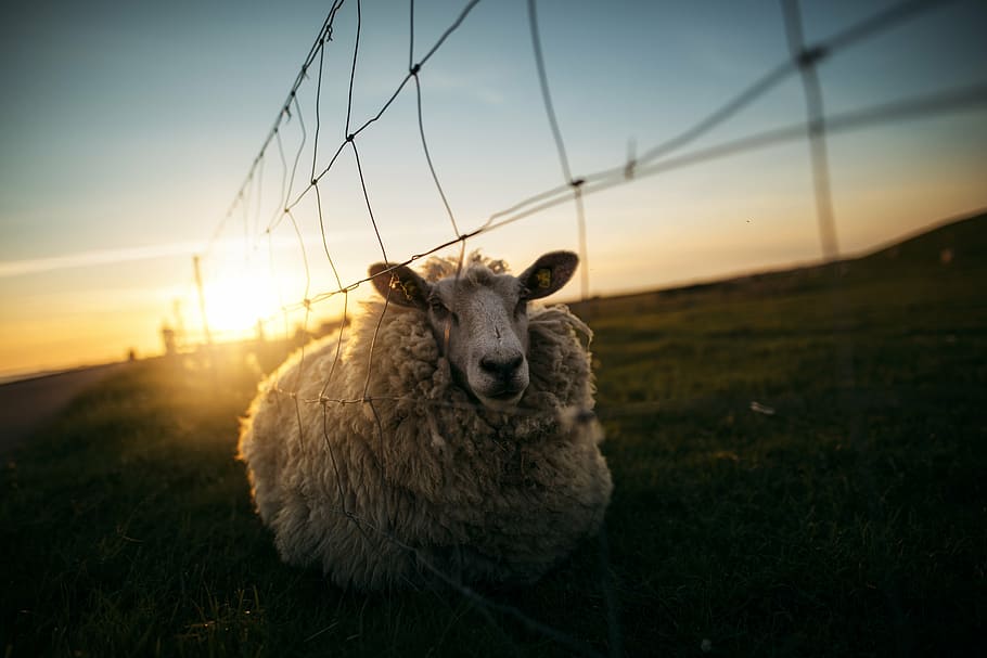 blanc, ovelles, inclinat, tanca, verd, herba, pastures, muntanya, paisatge, naturalesa, camp, granja, blau, cel, núvol, sortida del sol, cable, animal, xai, mamífer, prat, a l'aire lliure, escena rural, agricultura, temes d'animals, un animal, posta de sol, nacional, animals domèstics, mascotes, bestiar, retrat, sol, planta, mirant la càmera, llum solar, cap gent, herbívors, 5K
