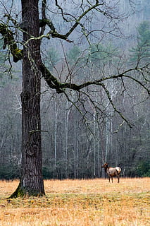 caballo, desnudo, árbol, gris, negro, en pie, junto a, marrón, sin hojas, arboles, planta, bosque, hierba, animal, fauna silvestre, naturaleza, un animal, fauna animal, temas de animales, nadie, al aire libre, mamífero, vertebrado, animales domesticos, tierra, campo, animales en la naturaleza, ganado, tronco de arbol, rama, nacional, el maletero, herbívoro, 4K