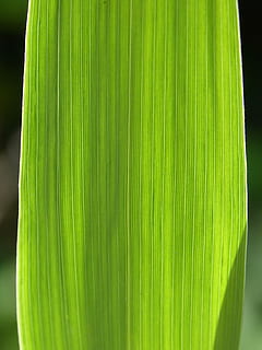 foglia, filoni, sfondo, struttura, controluce, colore verde, verdura, cibo e bevande, freschezza, mangiare sano, avvicinamento, cibo, nessuno, benessere, parte vegetale, natura, Mais, girato in studio, pianta, fotogramma intero, concentrarsi sulle conoscenze acquisite, cibo crudo, sedano, sfondi, foglia di palma, 2K, CC0, dominio pubblico, privo di copyright