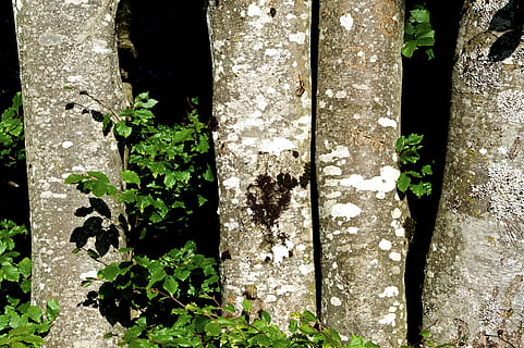 quattro alberi, tronchi d'albero, abbaiare, corteccia di albero, funghi dell'albero, libro, foresta, legna, natura, sole, escursione, montagne, le foglie, pianta, crescita, nessuno, parte vegetale, foglia, giorno, avvicinamento, all'aperto, architettura, struttura costruita, vecchio, colore verde, intemperie, strutturato, luce del sole, bellezza nella natura, tronco d'albero, tronco, caratteristica della parete, 5K, CC0, dominio pubblico, privo di copyright