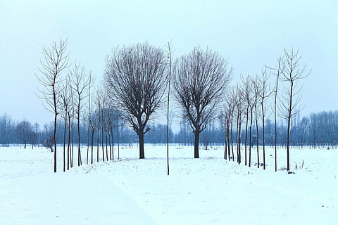 black tree, brown, bare, trees, snow-covered, land, tree, snow, winter, landscape, outdoor, snowfall, wood, gloomy, symmetry, symmetrical, contrast, white, fog, cold, dead tree, cold temperature, tranquility, tranquil scene, plant, white color, bare tree, beauty in nature, no people, sky, scenics - nature, nature, environment, day, non-urban scene, post, outdoors, wooden post, treelined, 1080P, CC0, public domain, royalty free
