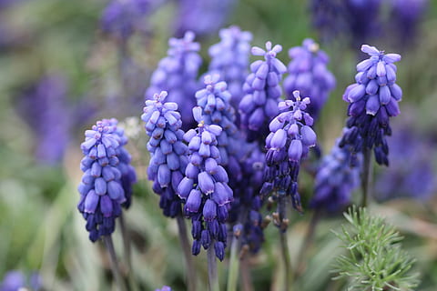 Purper, hyacint, macro, natuur, bloem afbeelding, bloem, Turkije, de lente, detailopname, groen, bloemen, bloeiende plant, fabriek, versheid, groei, schoonheid in de natuur, kwetsbaarheid, breekbaarheid, focus op de voorgrond, lavendel, geen mensen, selectieve aandacht, dag, buitenshuis, plant stengel, bloemblad, bloemhoofd, Bos bloemen, lila, 5K, CC0, publiek domein, royaltyvrij