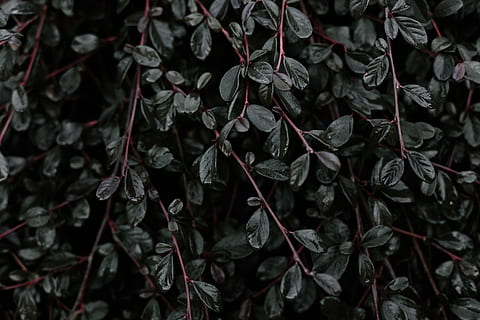 planta de fulla verda, verd intens, planta, branca, full, fosc, naturalesa, primer pla, fons, Munt, cap gent, marc complet, vermell, dia, part de la planta, creixement, bellesa a la natura, arbre, tranquil·litat, fulles, a l'aire lliure, enfocament selectiu, sec, abundància, frescor, botànica, 2K, CC0, domini públic, lliure de regalies