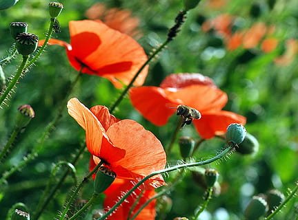 avvicinamento, fotografia, rosso, fiori di papavero, ape, fiore, macro, impollinazione, papaveri, lavoro, volo, polline, la raccolta di, diligenza, foglia, natura, crescita, colore arancione, pianta, bellezza nella natura, pianta fiorita, vulnerabilità, fragilità, concentrarsi sulle conoscenze acquisite, freschezza, petalo, testa di fiore, infiorescenza, nessuno, giorno, parte vegetale, all'aperto, 1080P, CC0, dominio pubblico, privo di copyright