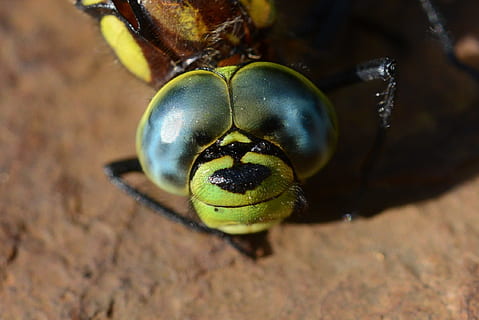 libelulă, mort, închide, compus, natură, macro, insectă, animal, gândac, a închide, animale sălbatice, animale tematice, un animal, nici o persoana, zi, animale în sălbăticie, nevertebrat, fruct, partea corpului animalului, în aer liber, să se concentreze asupra primelor elemente, ochi, mare, Viata marina, mâncat sănătos, vedere în unghi mare, marin, cap de animal, ochi de animale, 1080P, CC0, domeniu public, fără drepturi de autor