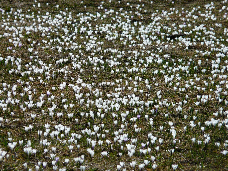 safrà de primavera, blanc, safrà, prat de safrà, flors, flor, florir, crocus vernus, safrà alpí, prat de muntanya, tòxics, cap gent, naturalesa, hivern, neu, dia, temperatura de fred, planta, bellesa a la natura, marc complet, tranquil·litat, fons, camp, creixement, Color blanc, planta amb flors, a l'aire lliure, terra, arbre, nevar, 2K