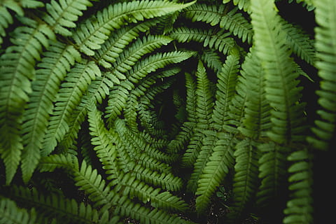 80 grad fahrenheit, Nahansicht, Foto, Farn, Blätter, grüne Farbe, Pflanze, Wachstum, keine Leute, Hintergründe, Vollbild, Natur, Schönheit in der Natur, Blatt, Muster, Tag, Pflanzenteil, selektiver Fokus, Zerbrechlichkeit, draußen, Frische, texturiert, natürliches Muster, konzentrisch, 5K, CC0, gemeinfrei, lizenzfrei