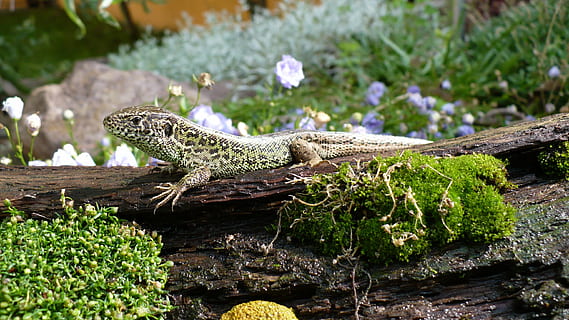 Sentry, oversikt, sand firfirsle, hanner, reptil, dyr, natur, øgle, dyreliv, drage, iguana, dyre temaer, ett dyr, virveldyr, dyr i naturen, ingen folk, anlegg, dag, skjeggete drage, vekst, fokusere på forgrunnen, nærbilde, utendørs, tre - materiale, tre, grønn farge, 2K, CC0, offentlig domene, opphavsrett gratis