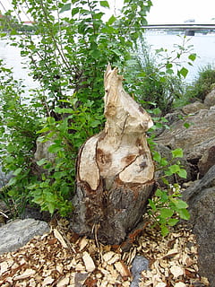bobr, strom, jako, rostlina, růst, Příroda, nikdo, list, rostlinné části, den, pevný, venku, les, zelená barva, klid, přistát, detail, Skála, dřevo - materiál, dřevo, krása v přírodě, rock - objekt, kůra, 1080P, CC0, veřejná doména, bez autorských práv