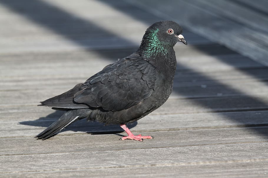 negre, verd, colom, marró, superfície de tauló de fusta, colom verd, fusta marró, tauló de fusta, superfície, harmonia, ocell, volar, animal, cel, coll, de peu, branca, temes d'animals, un animal, fauna animal, animals a la natura, ombra, vertebrats, llum solar, dia, cap gent, naturalesa, posat, longitud completa, color negre, a l'aire lliure, primer pla, centrar-se en primer pla, sendera, 4K