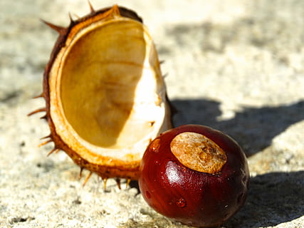 chestnut, shell, chestnut shell, spur, exposed, brown, reddish, nutshell, prickly, open, autumn, fruit, chestnut - Food, nature, food, food and drink, healthy eating, close-up, focus on foreground, wellbeing, freshness, no people, apple - fruit, nut, nut - food, sunlight, music, red, day, land, musical instrument, 5K, CC0, public domain, royalty free