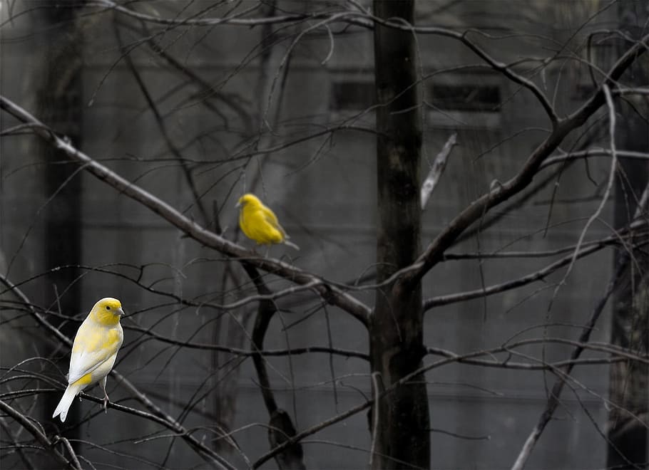 geltona, paukštis, sėdi, medis, serinai, paukščių, šakos, šviesus, spalva, gyvūnams, fauna, laukinės gamtos, pobūdį, plunksna, mielas, stuburiniai, gyvūnų gyvūnija, filialas, gyvūnas, perching, gyvūnų temos, plikas medis, gyvūnų grupė, nėra žmonių, sutelkti dėmesį į naujas žinias, augalų, lauke, papūga, du gyvūnai, dieną, gyvūnų šeima, 1080P