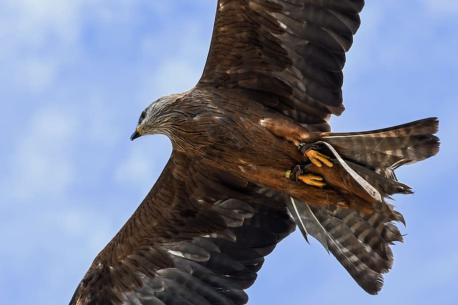 buzzard, volar, raptor, ocell, cel, animal, temes d'animals, fauna animal, animals a la natura, vertebrats, rapinyaire, un animal, volant, ales separades, àguila - ocell, part del cos dels animals, vista d’angle baix, cap gent, naturalesa, ala dels animals, dia, primer pla, a l'aire lliure, àguila, 5K