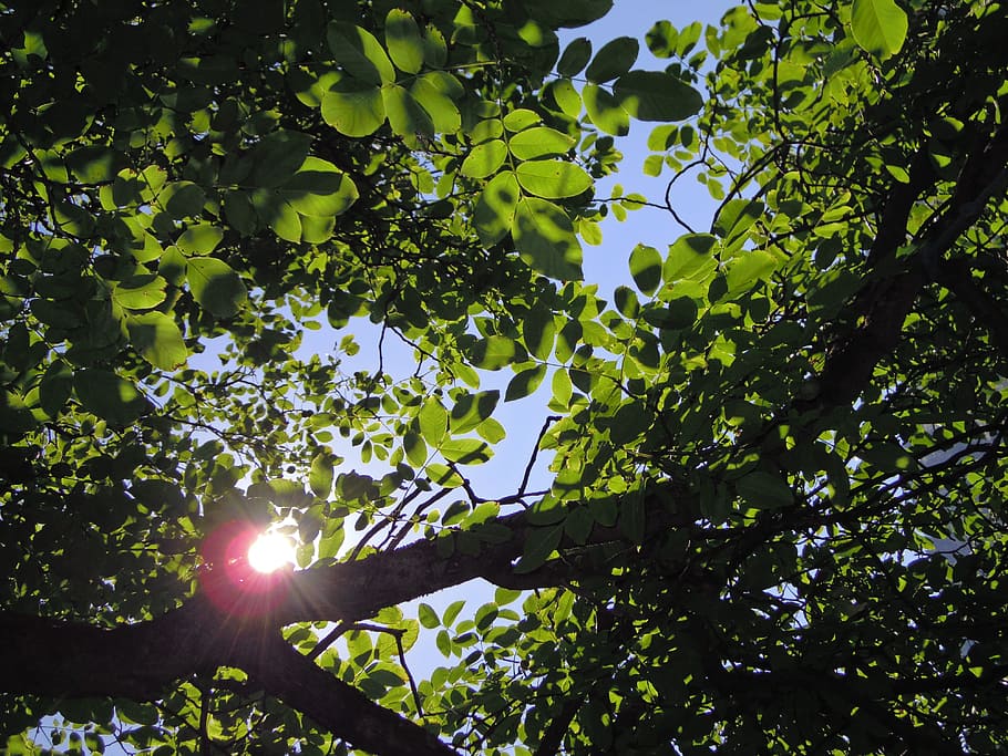 arbre, fulles, ombra, llum, estiu, raig de sol, branca, perspectiva, cel, noguera, juglans, juglandaceae, verd, calenta, full, naturalesa, a l'aire lliure, vista d’angle baix, creixement, llum solar, planta, flare de la lent, part de la planta, sol, color verd, bellesa a la natura, dia, tranquil·litat, cap gent, assolellat, streaming, brillant, lluminós, bengales solars, copa de l'arbre, 4K