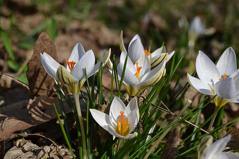 crocus, bunga, bunga-bunga, musim semi, alam, menanam, musim, putih, daun bunga, tanaman berbunga, kesegaran, kerentanan, kerapuhan, pertumbuhan, warna putih, keindahan di alam, merapatkan, kepala bunga, tidak ada orang, hal berkembang, hari, fokus pada latar depan, tanah, bidang, serbuk sari, iris, 4K, CC0, domain publik, bebas royalti