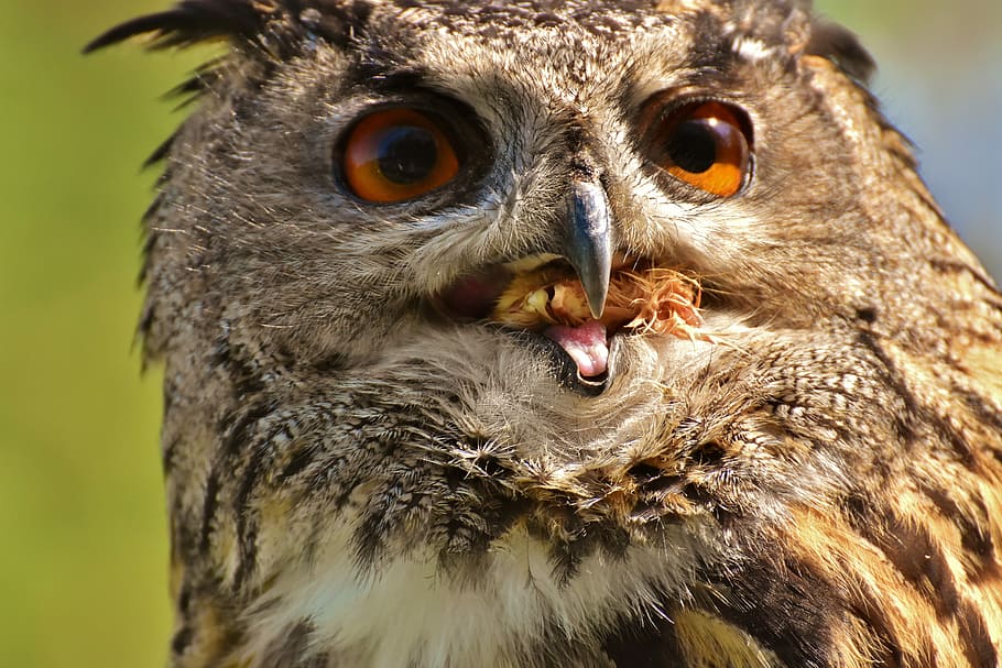 perto, foto, Castanho, Preto, coruja, pássaro, pena, coruja de águia, animais, pássaro selvagem, fofa, cabeça, conta, plumagem, natureza, fotografia da vida selvagem, mundo animal, mosca, temas animais, animais selvagens, animais em estado selvagem, animal, vertebrado, fechar-se, um animal, ninguém, Ave de rapina, focar em primeiro plano, dia, parte do corpo animal, retrato, ao ar livre, bico, olhando para a câmera, boca, boca aberta, olho animal, cabeça de animal, agressão, 5K