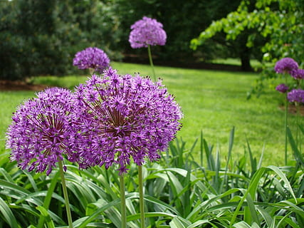 fleur, herbe, feuille, arbre, pays, jardin, printemps, plante à fleurs, plante, beauté dans la nature, fraîcheur, violet, croissance, vulnérabilité, fragilité, inflorescence, fermer, tête de fleur, la nature, personne, journée, pétale, champ, se concentrer sur le premier plan, en plein air, trèfle, parterre de fleurs, douceur, jardin d'ornement, 720P, CC0, domaine public, libre de droits