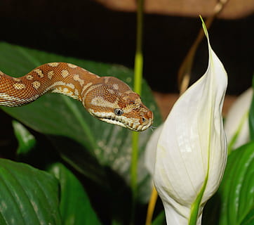 Marrone, serpente, accanto, bianca, giglio di pace, pitone tappeto, morelia bredli, pitone diamante, animale selvaggio, mondo animale, natura, scala, modello, vicino, boa, bellissimo, Australia, rettile, animale, velenoso, avvicinamento, pianta, temi animali, fauna selvatica, un animale, animali allo stato selvatico, concentrarsi sulle conoscenze acquisite, parte vegetale, nessuno, foglia, colore verde, giorno, vertebrato, crescita, bellezza nella natura, all'aperto, scala animale, 2K, CC0, dominio pubblico, privo di copyright