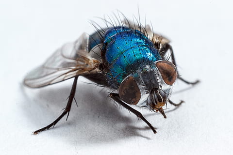 Stubenfliege, fliegen, Insekt, Makro, Insektenmakro, Flügel, wirbellos, Tierthemen, Tier, Tierflügel, Studioaufnahme, Tierwelt, Nahansicht, weißer Hintergrund, ein Tier, Tiere in freier Wildbahn, extreme Nahaufnahme, keine Leute, Tierkörperteil, Natur, drinnen, Zoologie, klein, Tierauge, 2K, CC0, gemeinfrei, lizenzfrei