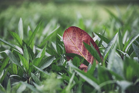flach, fokus fotografie, rot, Blatt, Grün, Gras, braun, tagsüber, Baum, tropisches Blatt, terminalia catappa, Katappa, terminalium, Kontrast, Pflanzenteil, Pflanze, Wachstum, Nahansicht, grüne Farbe, Natur, selektiver Fokus, Schönheit in der Natur, Land, keine Leute, Lebensmittel, Feld, Zerbrechlichkeit, Herbst, Verletzlichkeit, Tag, draußen, Blätter, natürlicher Zustand, 5K, CC0, gemeinfrei, lizenzfrei