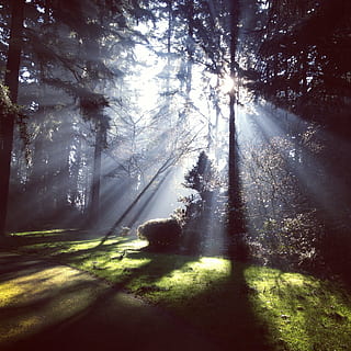 green, trees, clear, sky, rays, sunlight, light, sunshine, forest, bright, tree, sunbeam, scenic, morning, sunburst, nature, shadows, foliage, through, environment, wood, vegetation, fog, woodland, outdoors, landscape, light - Natural Phenomenon, plant, tranquility, beauty in nature, land, the way forward, shadow, road, tranquil scene, growth, no people, trunk, day, tree trunk, transportation, direction, diminishing perspective, streaming, 1080P, CC0, public domain, royalty free