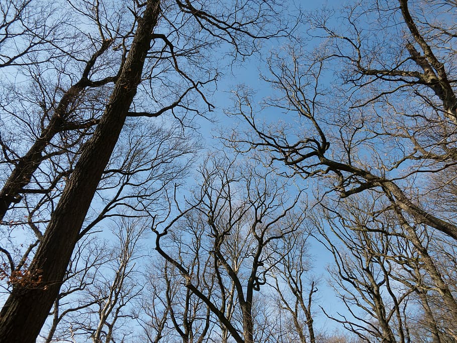 arbre, estètic, registre, branca, sucursals, sol d’hivern, hivern, sol, kahl, bosc, llum de fons, arbre d’arbre, planta, vista d’angle baix, cel, tranquil·litat, arbre nu, cap gent, naturalesa, dia, bellesa a la natura, creixement, tronc, tronc de l'arbre, escenics - natura, a l'aire lliure, copa de l'arbre, terra, escena tranquil·la, escena no urbana, directament a sota, 4K