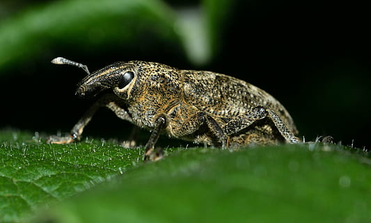 insetti, coleotteri, tonchio, temi animali, animale, fauna selvatica, un animale, animali allo stato selvatico, parte vegetale, foglia, avvicinamento, nessuno, messa a fuoco selettiva, rettile, colore verde, natura, vertebrato, pianta, insetto, invertebrato, lucertola, parte del corpo animale, macro, foresta pluviale, 2K, CC0, dominio pubblico, privo di copyright