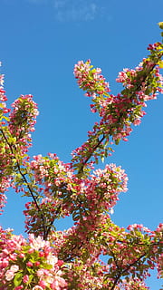 primavera, rosa, albero, fiori, himmel, natura, pianta, fiore, cielo, pianta fiorita, Inquadratura dal basso, cielo sereno, bellezza nella natura, crescita, colore rosa, freschezza, giorno, nessuno, blu, fragilità, vulnerabilità, ramo, fiorire, all'aperto, fiore di ciliegio, 2K, CC0, dominio pubblico, privo di copyright
