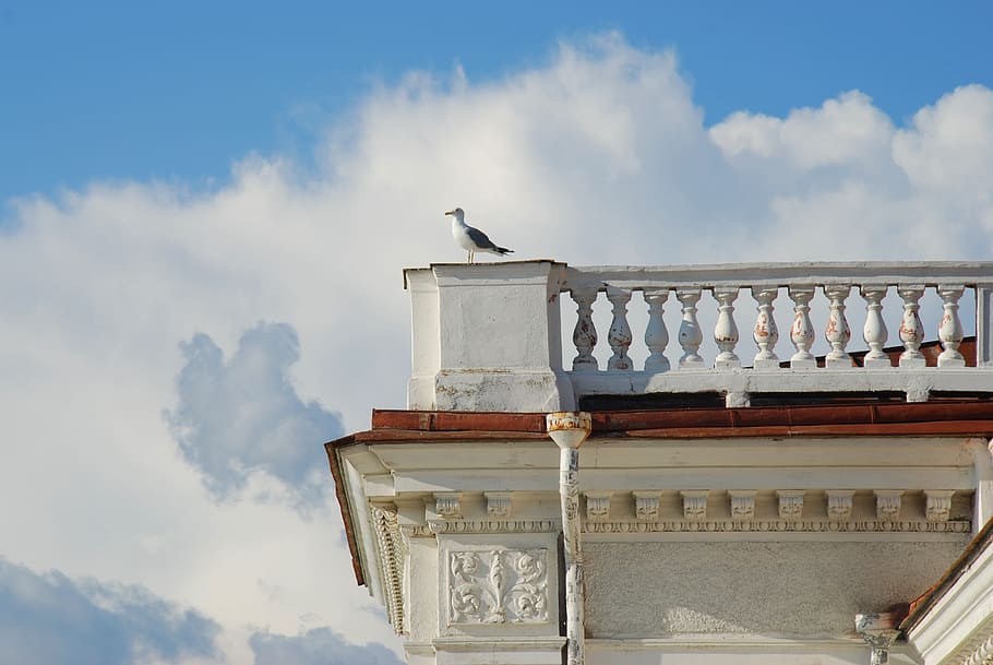 måge, himmel, sommer, skyer, hvid måge, palads, sky - himmel, arkitektur, bygget struktur, bygning udvendig, fugl, lav vinkel visning, hvirveldyr, dyr i naturen, dyr, dyre temaer, dyreliv, natur, ingen mennesker, dag, perching, bygning, historie, udendørs, fortiden, arkitektoniske kolonne, neo-klassisk, 4K