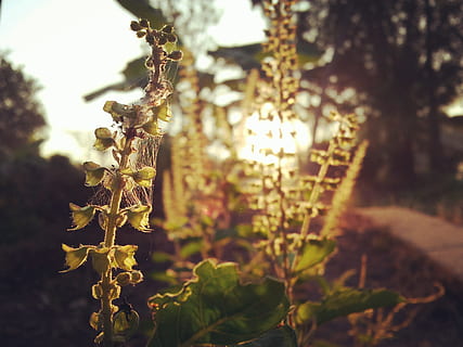 albero, natura, foglia, flora, all'aperto, fiore, Alba, basilico, verdura, macro, pianta, crescita, concentrarsi sulle conoscenze acquisite, avvicinamento, nessuno, parte vegetale, bellezza nella natura, giorno, luce del sole, la tranquillità, fragilità, vulnerabilità, pianta fiorita, stelo vegetale, messa a fuoco selettiva, 2K, CC0, dominio pubblico, privo di copyright