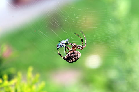 pająk, pajęczyna, mały owad, drapieżnik pajęczyny, sieć, Natura, zdobycz, araneus, bezkręgowy, zwierzęta na wolności, zwierzęca przyroda, owad, pajęcza sieć, zwierzę, pajęczak, tematy zwierzęce, stawonogi, zbliżenie, kruchość, jedno zwierzę, selektywne skupienie, dzień, skupić się na pierwszym planie, zoologia, przeżycie, spinning, na dworze, żadnych ludzi, noga zwierzęcia, 2K, CC0, domena publiczna, darmowe zdjęcia