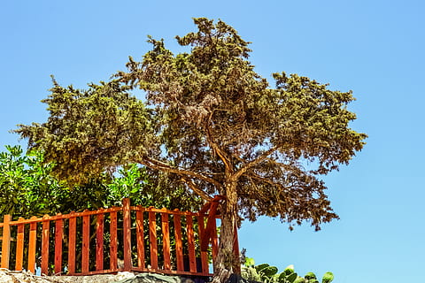 árvore de zimbro, panorama, zimbro, árvore, penhasco, Mediterrâneo, cenário, Konnos Bay, Chipre, céu limpo, céu, azul, dia, ao ar livre, plantar, crescimento, natureza, ninguém, cor verde, visão de baixo ângulo, arquitetura, luz solar, estrutura construída, beleza na natureza, barreira, tranquilidade, cerca, fronteira, 5K, CC0, domínio público, royalty free