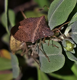 chinche, marrón, insecto, chinche marrón, bicho marrón, insecto volador, criatura, hedor, apestoso, maloliente, mal olor, de cerca, follaje, naturaleza, planta, entomología, biología, artrópodos, euschistus obscurus, hoja, color verde, nadie, día, al aire libre, parte de la planta, crecimiento, belleza en la naturaleza, invertebrado, centrarse en primer plano, enfoque selectivo, un animal, animales en la naturaleza, fauna animal, animal, temas de animales, soltar, hojas, gota de agua, 2K, CC0, dominio público, libre de derechos