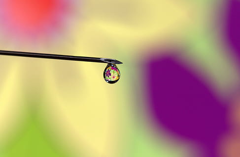 tirar, aigua, reflexió, coloració, macro, primer pla, centrar-se en primer pla, enfocament selectiu, bellesa a la natura, cap gent, naturalesa, puresa, vulnerabilitat, humit, a l'aire lliure, fragilitat, planta, refracció, frescor, dia, rosada, fulla d'herba, porpra, 2K, CC0, domini públic, lliure de regalies