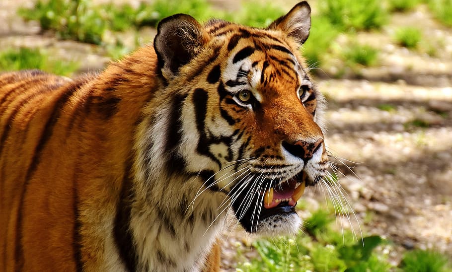 tigre amb herba, tigre, depredador, pell, bonic, perillós, gat, fotografia de fauna salvatge, món animal, tierpark hellabrunn, munich, animal, temes d'animals, un animal, fauna animal, mamífer, animals a la natura, gat gran, felí, centrar-se en primer pla, primer pla, cap gent, carnivora, vertebrats, part del cos dels animals, terra, naturalesa, dia, a l'aire lliure, bigotis, cap d’animals, boca oberta, agressió, 4K