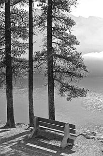 banqueta, arboles, asientos, de madera, banco, asiento, relajación, calma, sentar, paisaje, pacífico, parque, naturaleza, en blanco y negro, árbol, nadie, scenics, al aire libre, agua, lago, planta, tranquilidad, belleza en la naturaleza, escena tranquila, paisajes - naturaleza, escena no urbana, día, cielo, tierra, el maletero, ausencia, tronco de arbol, idílico, Banco del parque, 5K, CC0, dominio público, libre de derechos