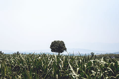 fotografia de paisagem, verde, grama, campo da planta de milho, alta, árvore, levando, foto, dia, Folha verde, natureza, céu, agricultura, campo, cena rural, azul, ao ar livre, ninguém, cor verde, verão, colheita, panorama, paisagens, crescimento, focar em primeiro plano, plantar, terra, tranquilidade, beleza na natureza, meio Ambiente, copie o espaço, cena tranquila, céu limpo, scenics - natureza, 5K, CC0, domínio público, royalty free