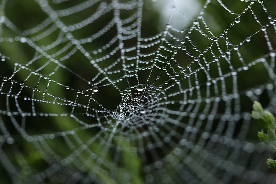 Nahansicht, Fotografie, Spinnennetz, Wassertropfen, Insekt, Natur, Netz, Falle, Tau, die Seide, gruslig, Spinnen, Netting, Zerbrechlichkeit, Verletzlichkeit, fallen, Wasser, keine Leute, Fokus auf den Vordergrund, Schönheit in der Natur, Tierthemen, nass, natürliches Muster, Tier, Tag, Muster, Spinne, Komplexität, Vollbild, draußen, Regen, konzentrisch, Regentropfen, 5K