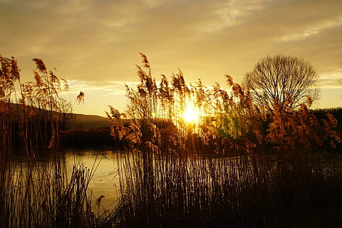 kuva, ruskea, ruoho, kultainen, tunnin, kultainen tunti, auringonlasku, ruoko, järvi, luonto, vesi, maisema, taivas, heijastus, auringonvalo, ulkona, scenics, rauhallinen kohtaus, hämärä, kesä, aurinko, kauneus luonnossa, ei ihmisiä, puu, ruoko - ruoho - perhe, auringonnousu - aamunkoitto, joki, pilvi - taivas, tyyneys, maisemat - luonto, kasvi, kasvu, ei-kaupunkikuvia, oranssi väri, linssiheijastus, 5K, CC0, public domain, rojaltivapaa