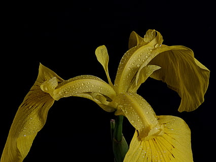 swamp iris, close up, macro, close, blossom, bloom, raindrop, dewdrop, flower, beaded, wet, drip, iris pseudacorus, iris, yellow flower, morgentau, drop of water, flower head, iridaceae, yellow iris, water-the sword lily, black background, studio shot, beauty in nature, flowering plant, drop, yellow, close-up, night, freshness, inflorescence, vulnerability, petal, fragility, plant, water, growth, pollen, no people, iris - plant, dew, 5K, CC0, public domain, royalty free