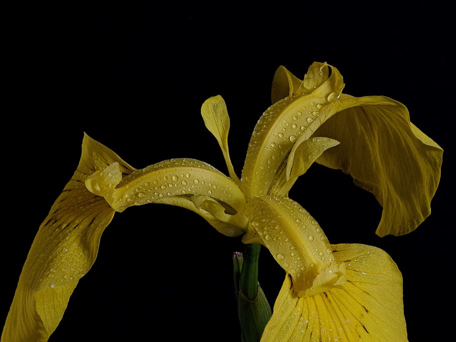 iris pantà, primer pla, macro, tancar, flor, florir, gota de pluja, gota de rosada, perles, humit, degoteig, pseudacorus de l'iris, iris, flor groga, morgentau, gota d’aigua, cap de flor, iridàcies, iris groc, aigua-el lliri de l'espasa, fons negre, tir de l'estudi, bellesa a la natura, planta amb flors, tirar, groc, nit, frescor, inflorescència, vulnerabilitat, pètal, fragilitat, planta, aigua, creixement, pol·len, cap gent, iris - planta, rosada, 5K