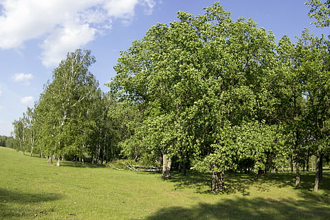 zomer, Bos, bomen, geschoren schaap, gebladerte, groenten, boom, natuur, buitenshuis, groene kleur, gras, fabriek, groei, schoonheid in de natuur, hemel, kalmte, dag, land-, veld-, rustige scène, wolk - lucht, scenics - natuur, zonlicht, geen mensen, niet-stedelijke scène, milieu, landschap, 5K, CC0, publiek domein, royaltyvrij