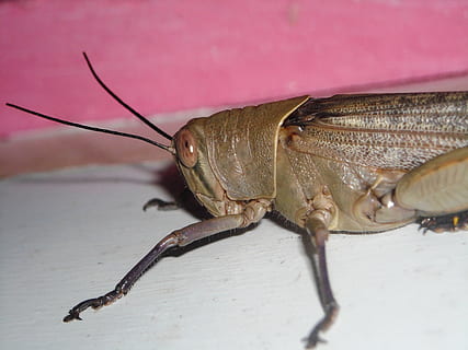 gresshoppe, brun, dyr, insekter, dyre temaer, virvelløse, ett dyr, nærbilde, dyreliv, insekt, dyr i naturen, ingen folk, dyr kroppsdel, dyr antenne, natur, dag, selektiv fokusering, rosa farge, fokusere på forgrunnen, utendørs, zoologi, makro, 2K, CC0, offentlig domene, opphavsrett gratis